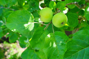 Fresh green apples growing on trees at an apple orchard