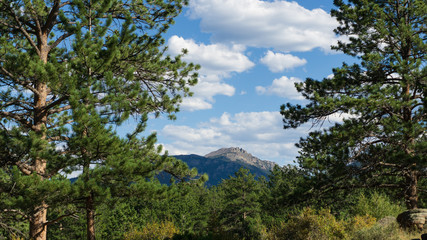 trees and blue sky