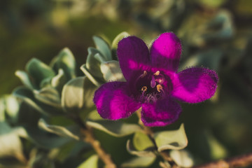 Closeup shot of purple flower