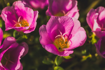 Fototapeta premium Closeup shot of Pink Pusley flower