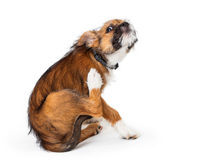 Itchy Terrier Puppy Dog Scratching © adogslifephoto