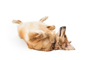 Large Dog Rolled Over on Back