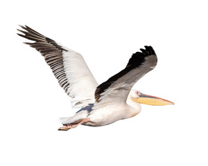Pelican Bird in Flight Isolated - obrazy, fototapety, plakaty
