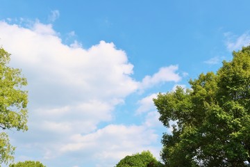 風景　空　緑　秋　杤木　日本