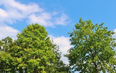 風景　空　緑　秋　杤木　日本