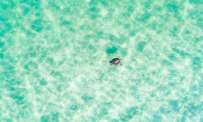 Aerial top down view of a turtle swimming in a beautiful turquoise water 