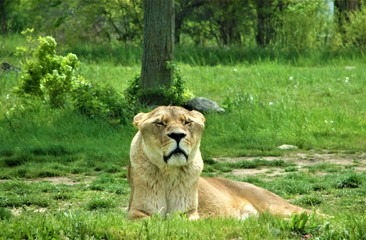 Female Lion resting in summer green grass