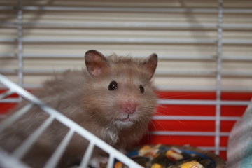 Cute Beige Teddy Bear Hamster close-up in cage