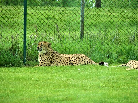 Cheetah resting in summer green grass near a fence