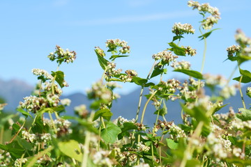 白い花と黒い実をつけたソバ畑のソバ