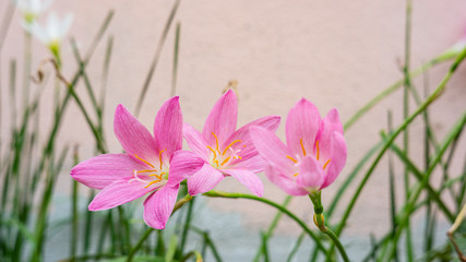 Blooming purple flowers Pink background