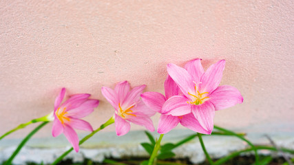 Blooming purple flowers Pink background