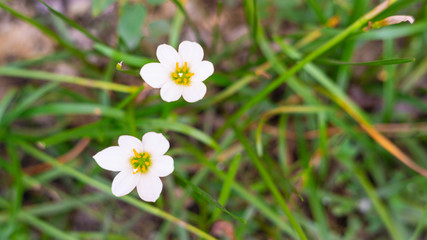 White flower pollen yellow green background