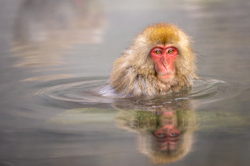 Fototapeta premium A Japanese monkey in Onsen with water reflection