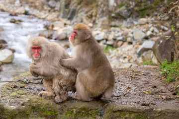 Two Caring Japanese Macaques (monkey) in onsen at Jigokudani par