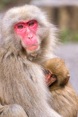 A mother Japanese monkey holding her baby with rim light