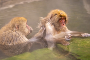 Kissing of two Japanese Macaques in Hot spring water pool