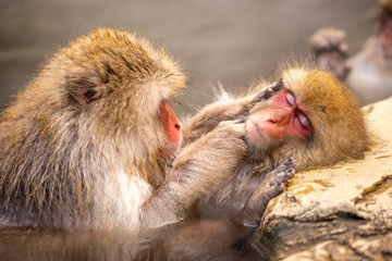 Two Japanese Macaques caring  each in Onsen ,Jigokudani Monkey park
