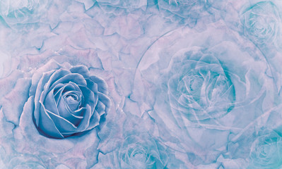 Floral  blue background. Flowers and rose petals. Flower composition. Place for text. Greeting card. Nature.