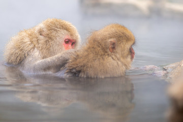 Fototapeta premium Two relaxing Japanese Macaques in onsen, Jigokudani Monkey park, Japan