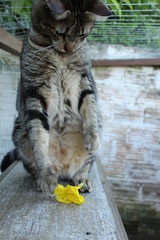 cat with flower 