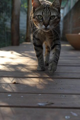 cat on fence cat walking