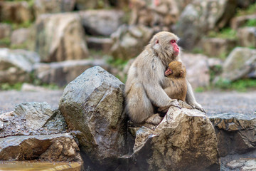 A baby Japanese Macaque holding his mother in Jigokudani monkey park