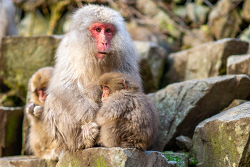 A baby Japanese Macaque holding his mother in Jigokudani monkey park,Nagano,Japan