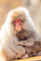 A baby Japanese Macaque holding his mother with rim light in Jigokudani monkey park