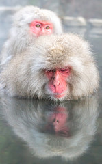 A Japanese monkey in Onsen with beutiful water reflection at Jigokudani monkey park