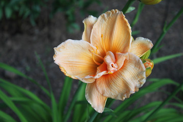 Fototapeta na wymiar Pale Orange Lily in Garden