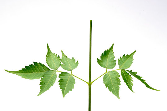 Closeup of Neem leaf in isolated white background