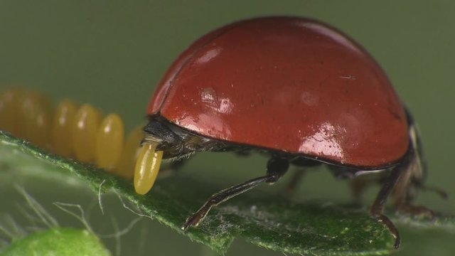 Ladybeetle laying eggs 1319 3