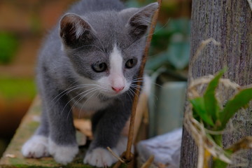 The gray cat is in the garden, staring for something.