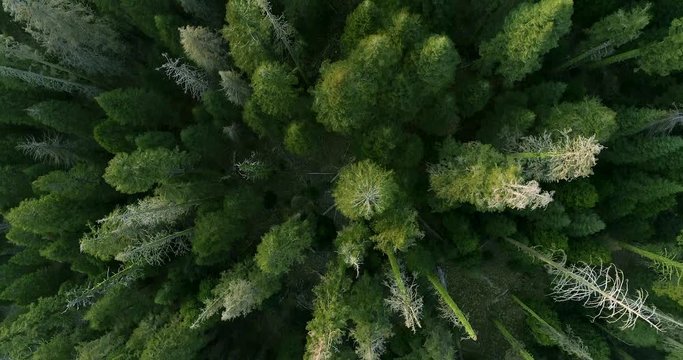 SEQUOIA NATIONAL PARK, CA, USA. Breathtaking scenery of the tall and wide-crowned trees. Top aerial 4K view over the Sequoia Grove.