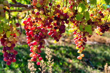 Grapes for Wine