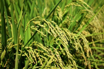 稔り始めた稲穂