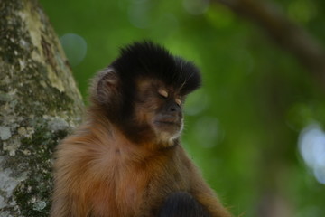 Fototapeta premium monkey with eyes closed