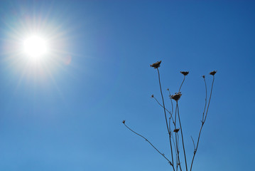 枯れ草　太陽　素材