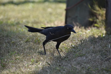 Pajaro recolectando varas para hacer su nido