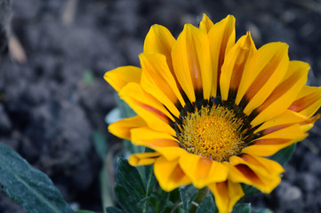 Flor, girasol, Amarillo, Polen, Petalos, Naturaleza, Belleza, Primavera, Gerbera