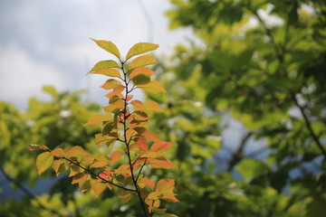 紅葉の始まり