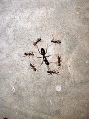 Ant Protect their Queen
