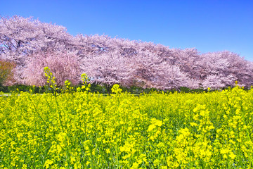 埼玉県幸手市の満開の桜が咲く幸手権現堂堤の景色
