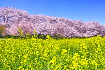 Fototapeten Ein Blick auf das Satte Gongendo Tsutsumi, wo die Kirschblüten in Satte City, Präfektur Saitama, in voller Blüte stehen © 7maru