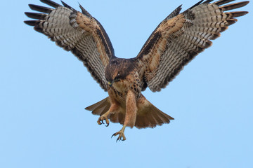 Very close view of a red-tailed hawk diving on a prey, seen in the wild in North California