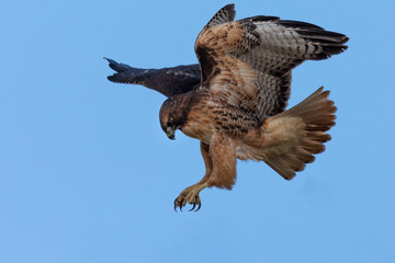 Very close view of a red-tailed hawk diving on a prey, seen in the wild in North California