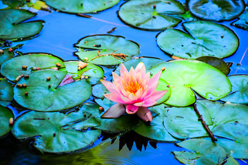 Pink Flower on Lily Pad