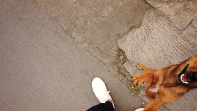 A small stray mongrel happy dog jumps up at vlogger