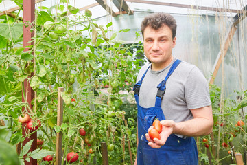 View of a Young attractive woman harvesting vegetable in a greenhouse